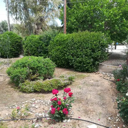 Oleander *